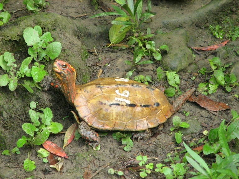 Decenas de tortugas de una especie en peligro de extinción desaparecen de un zoológico en Japón