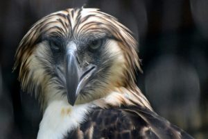 INICIO Actualidad Singapur muestra dos águilas de una especie en peligro de extinción