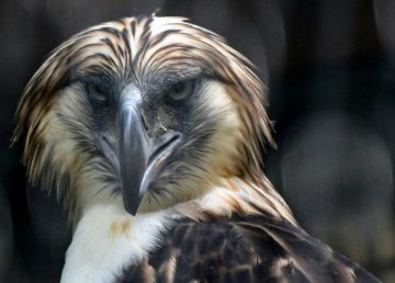 INICIO Actualidad Singapur muestra dos águilas de una especie en peligro de extinción