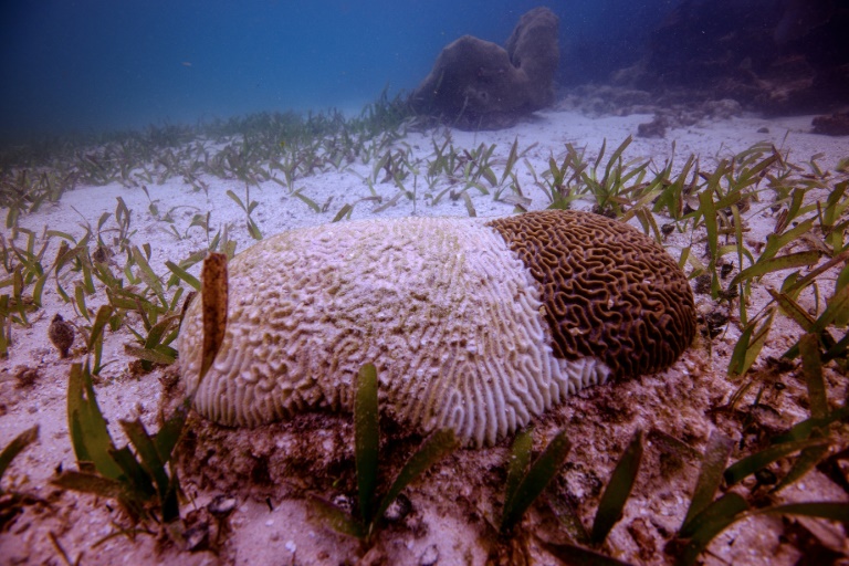 Una rara enfermedad amenaza los corales del Caribe