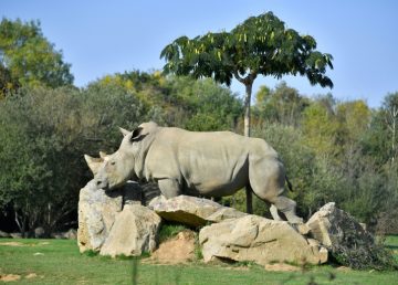 Muere a los 55 años la decana de los rinocerontes blancos en cautividad