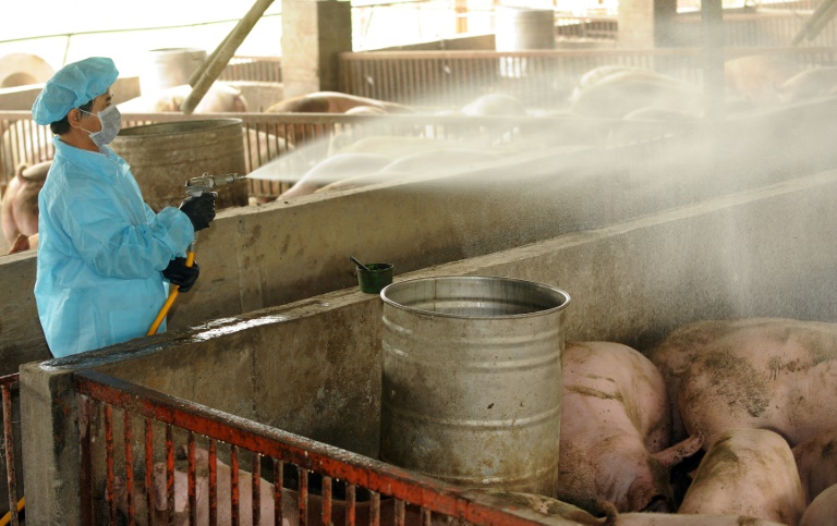 Descubren en Taiwán un cerdo contaminado con la peste porcina