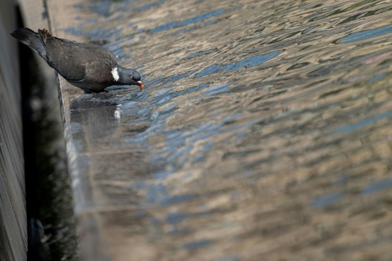 Los mechones de pelo, culpables de las palomas lisiadas