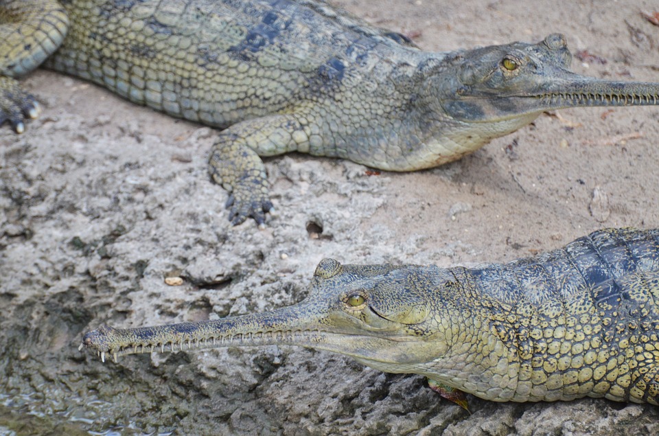 Podrían salvar de extinción a cocodrilo gavial, unas 100 crías en Nepal