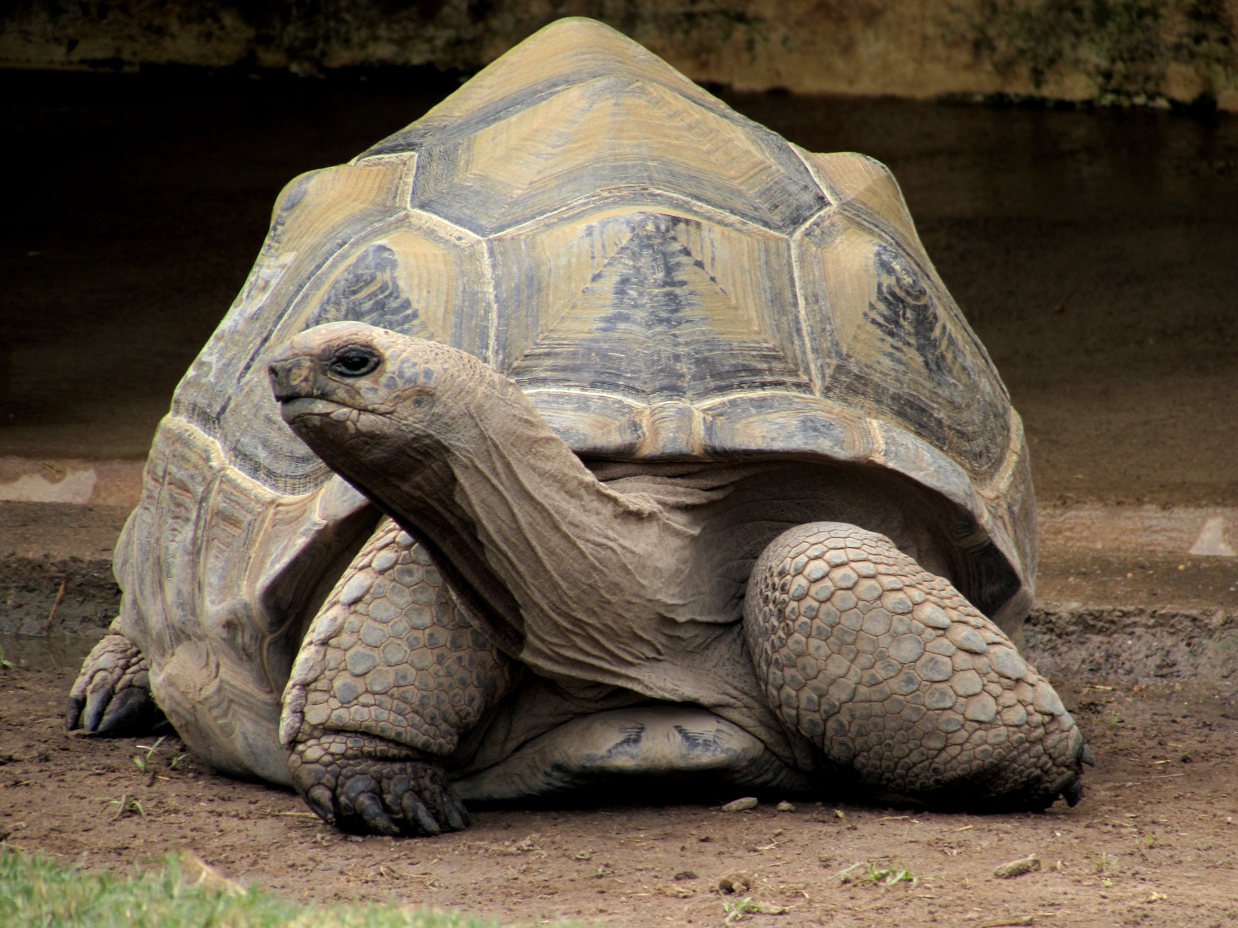 Científicos logran que nazcan más tortugas gigantes hembras para asegurar la especie