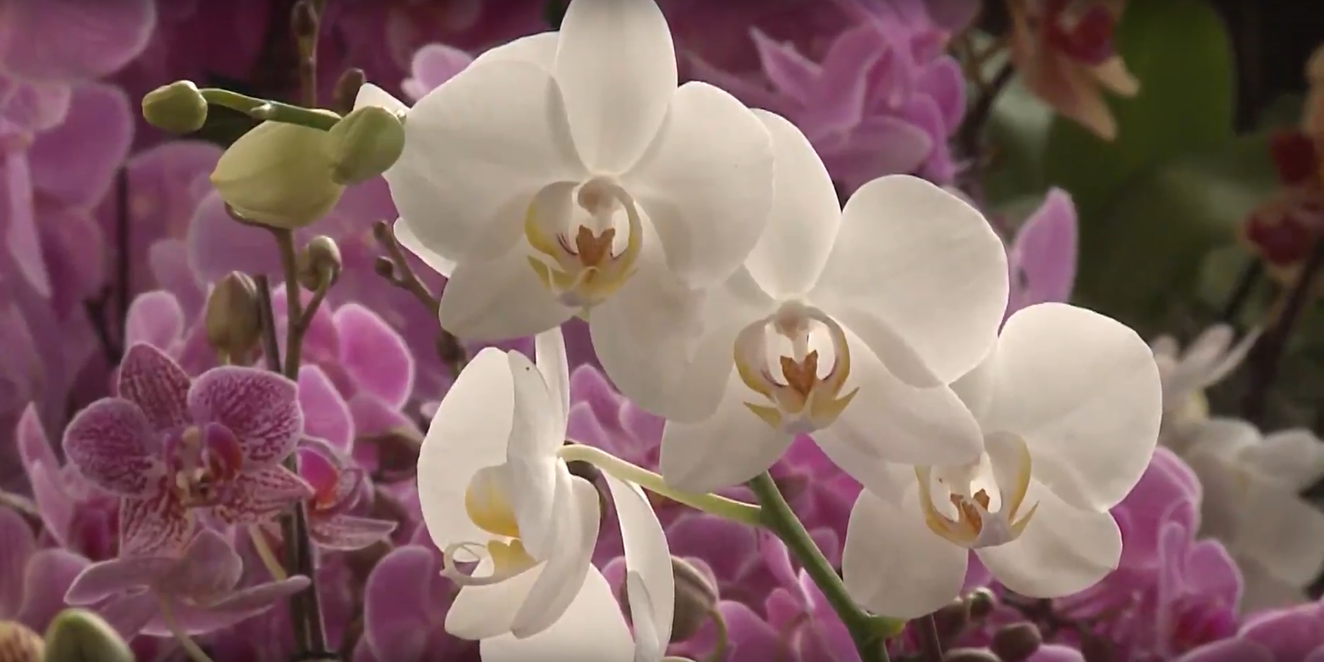 La exótica flor que embellece a todo un país andino