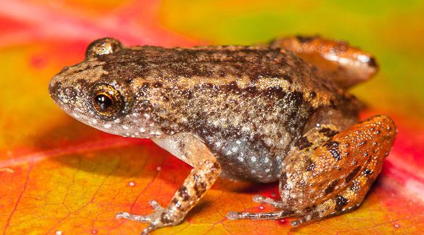 Zoológico de Chile rescata a las últimas ranas del Loa para evitar su extinción