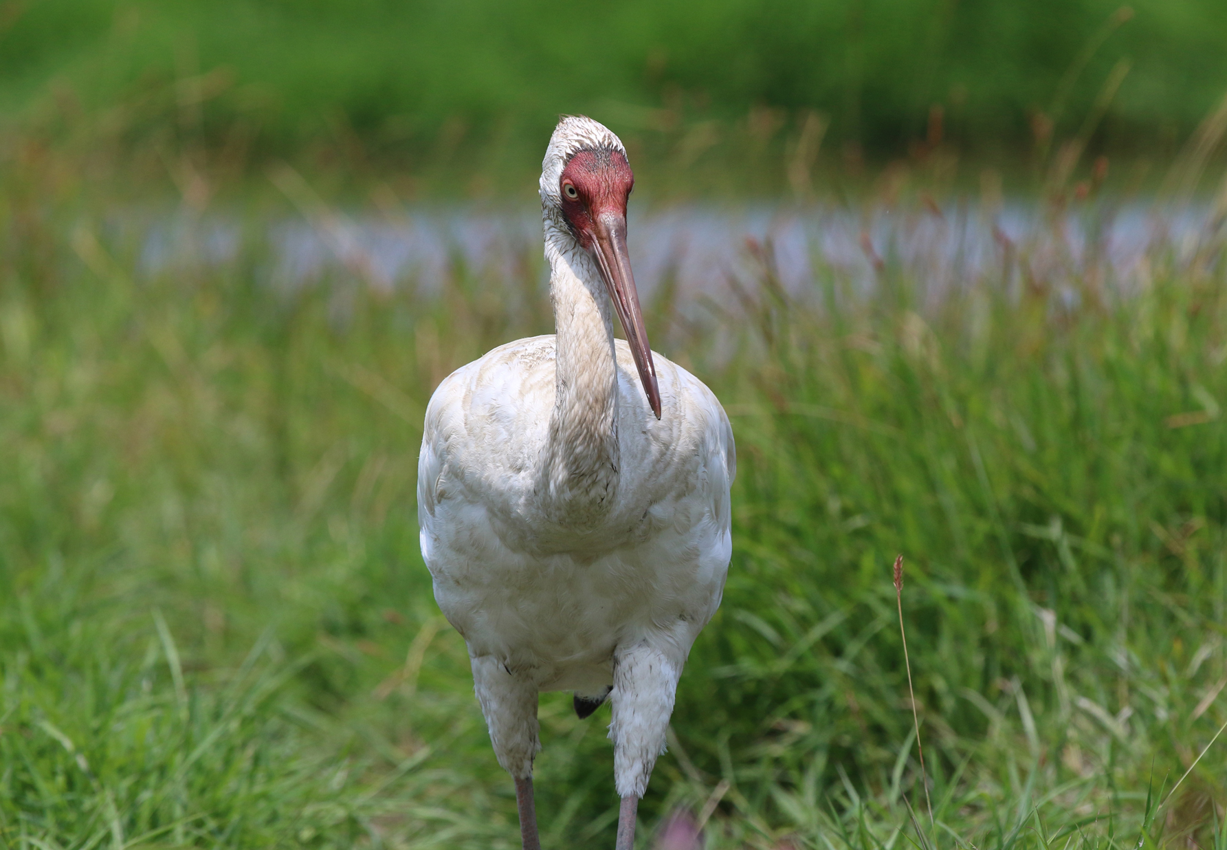 Observan rara especie de grulla por primera vez en provincia sureña china