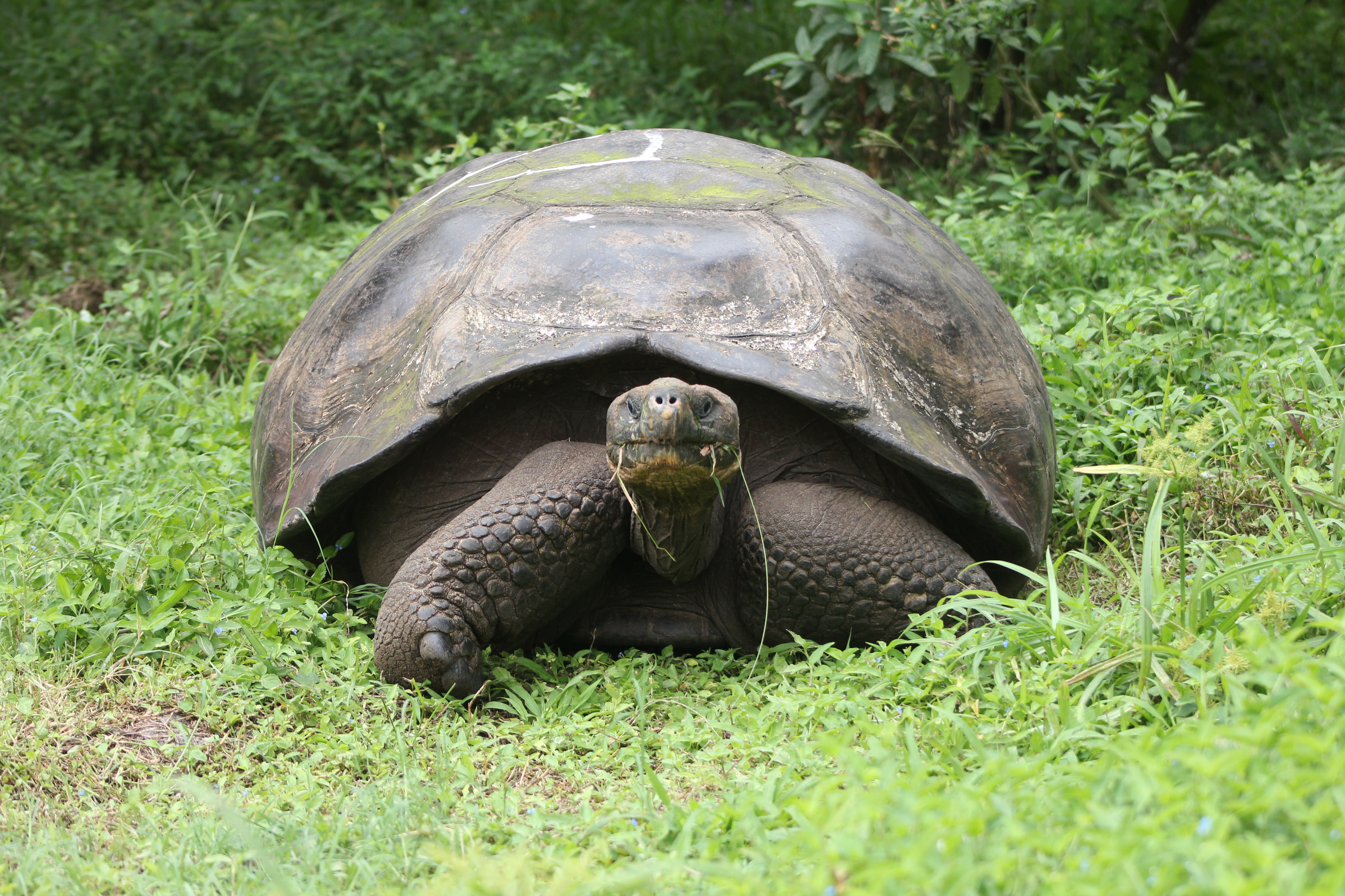 Conductor pagará 11.000 dólares de multa por atropellar a una tortuga en Galápagos