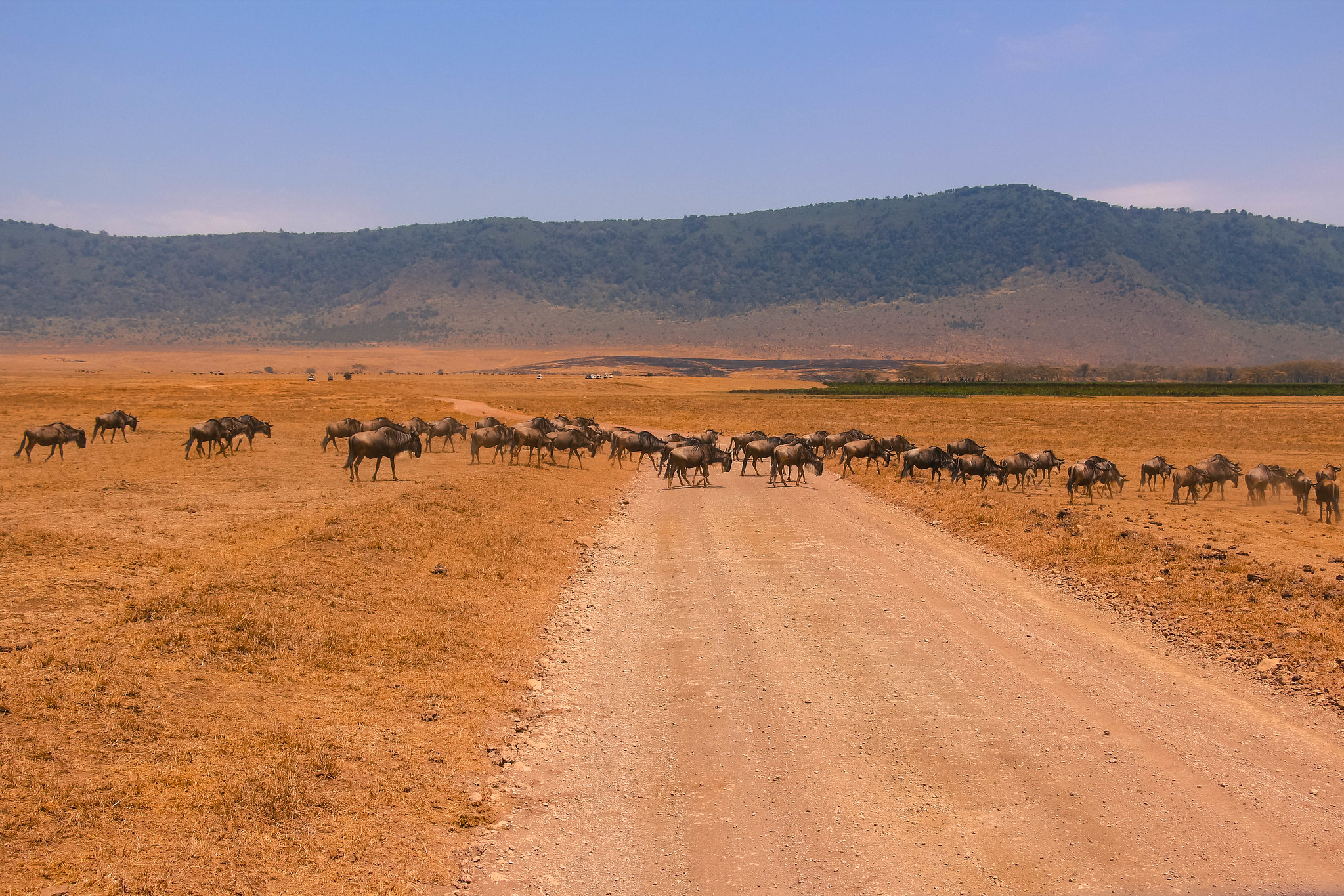 Tanzania promete reforzar conservación de vida silvestre