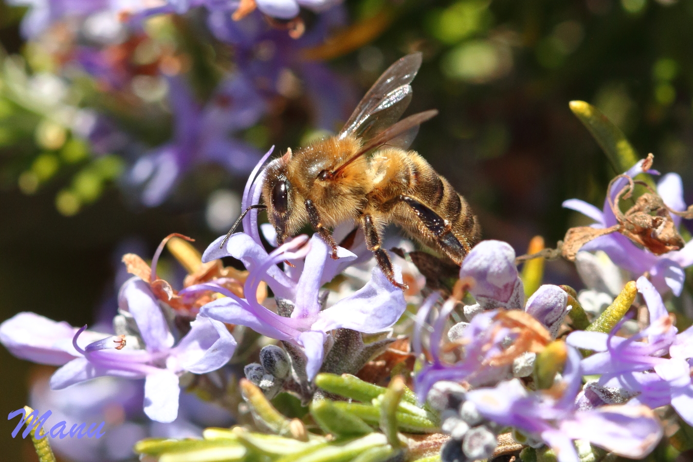 Francia prohíbe dos nuevos pesticidas para proteger a las abejas