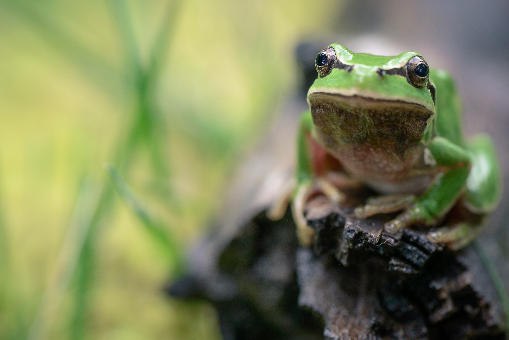 El «FrogPhone», el teléfono que permite a científicos llamar a las ranas