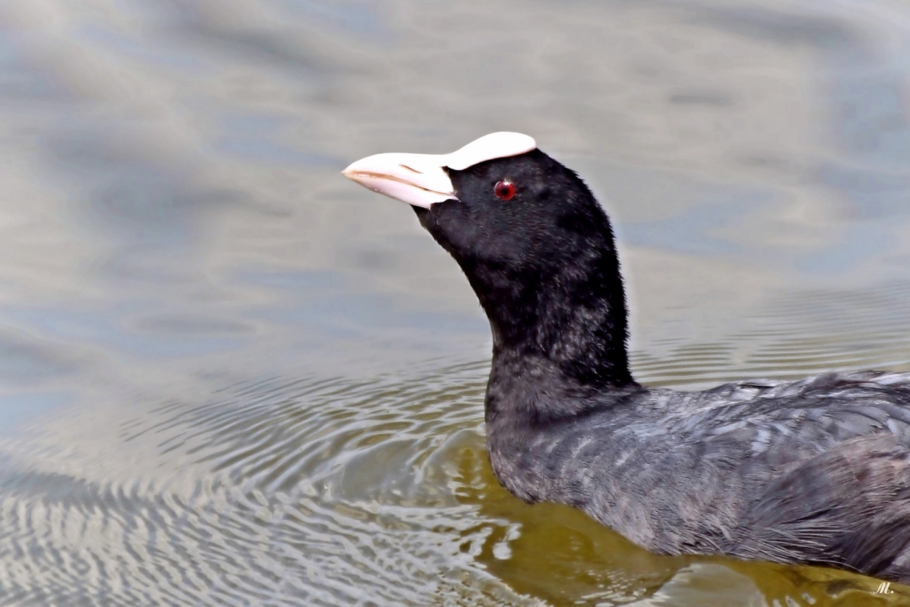 El misterio de los pichones coloridos de las fulicas de plumaje anodino