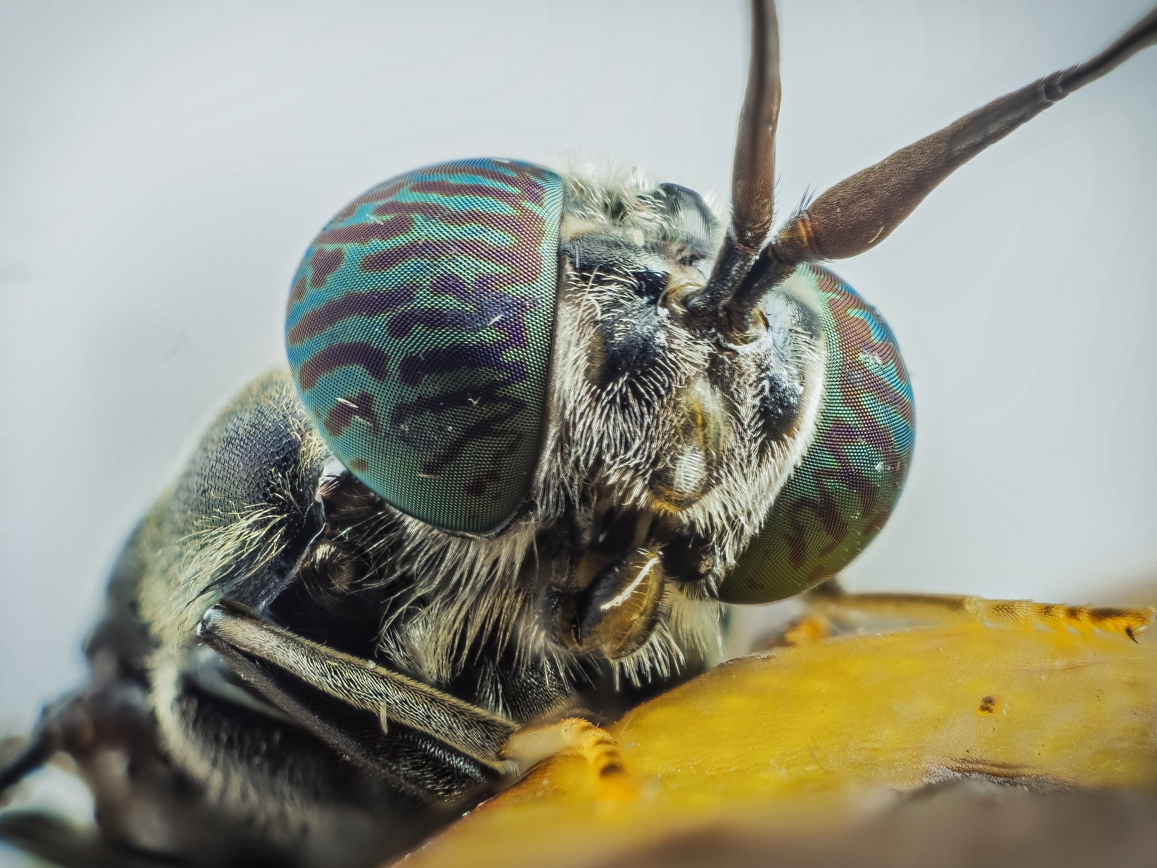 Investigadores chinos mejoran una mosca con edición genética para usarla en reciclaje