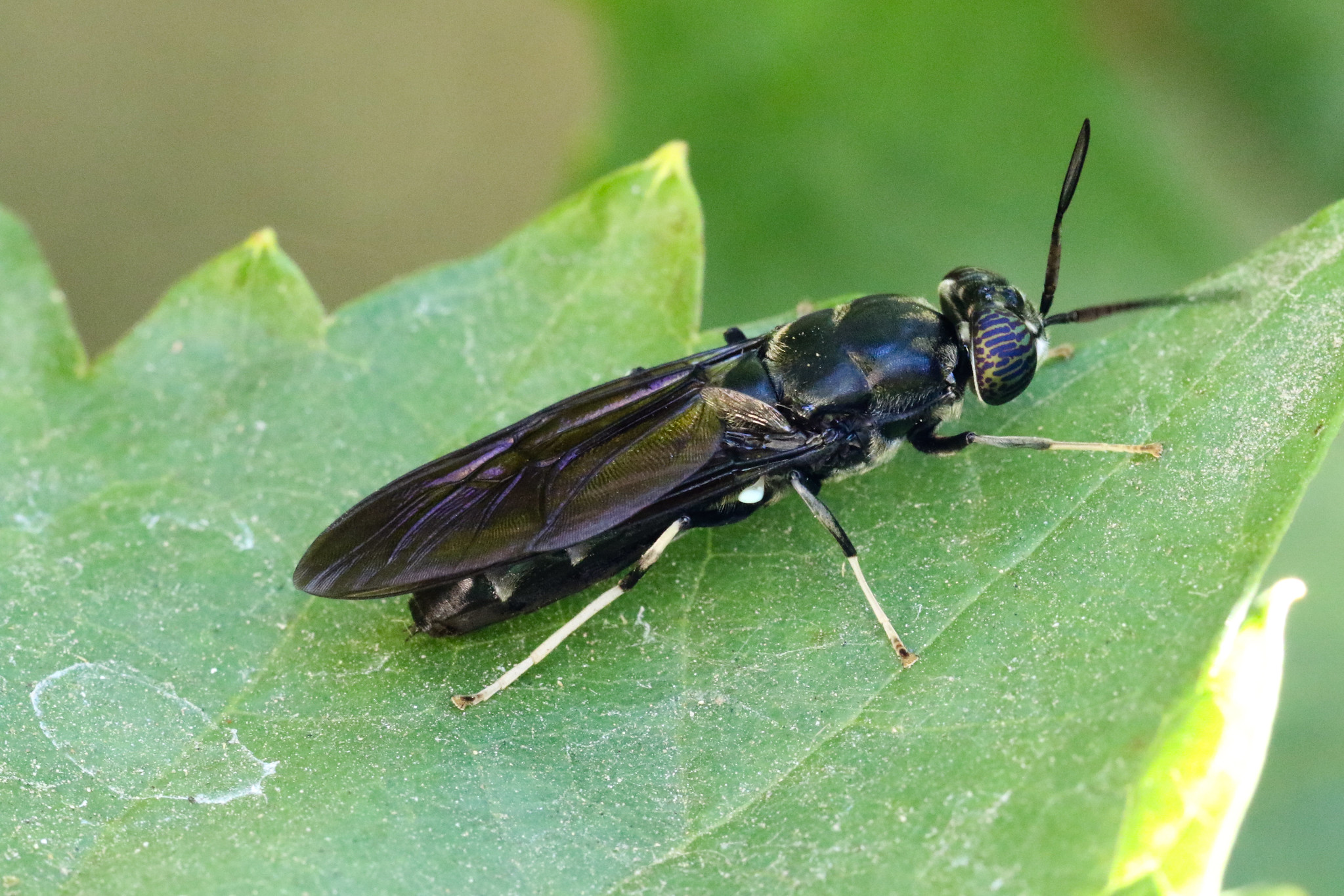 Investigadores chinos mejoran mosca genéticamente para uso en reciclaje