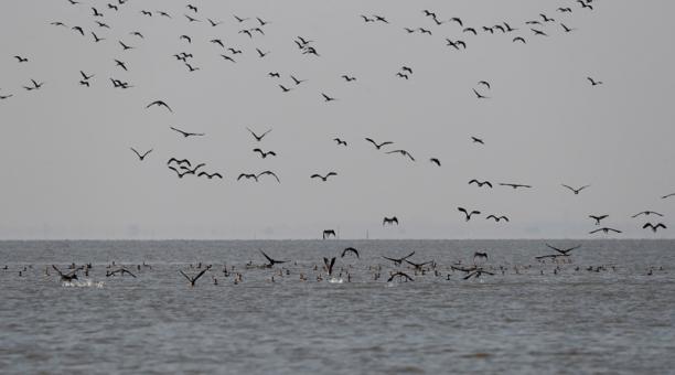 Casi dos mil nuevas especies en peligro de extinción, según la Lista Roja