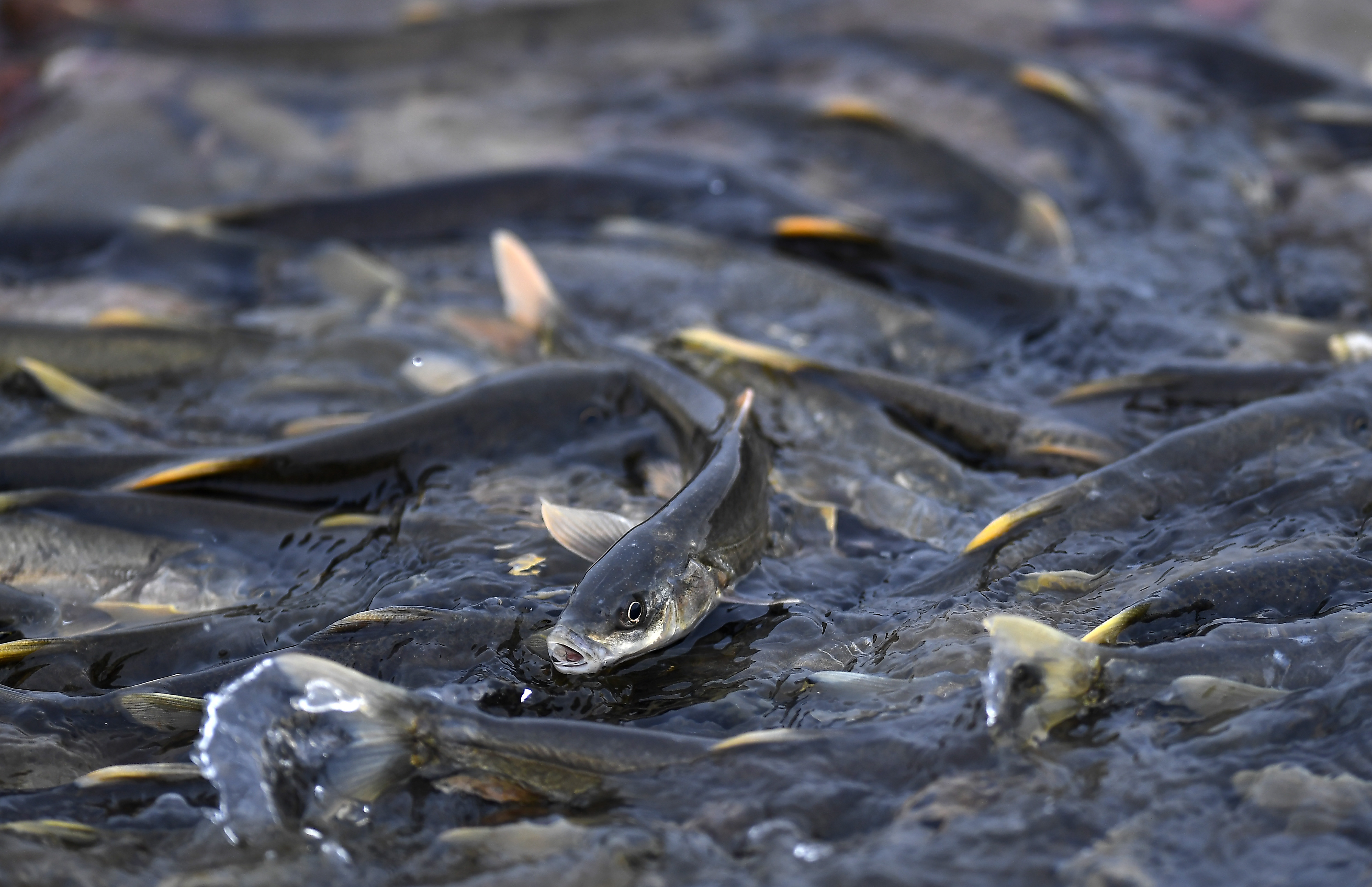 Liberan más de 100 millones de crías de peces en provincia China