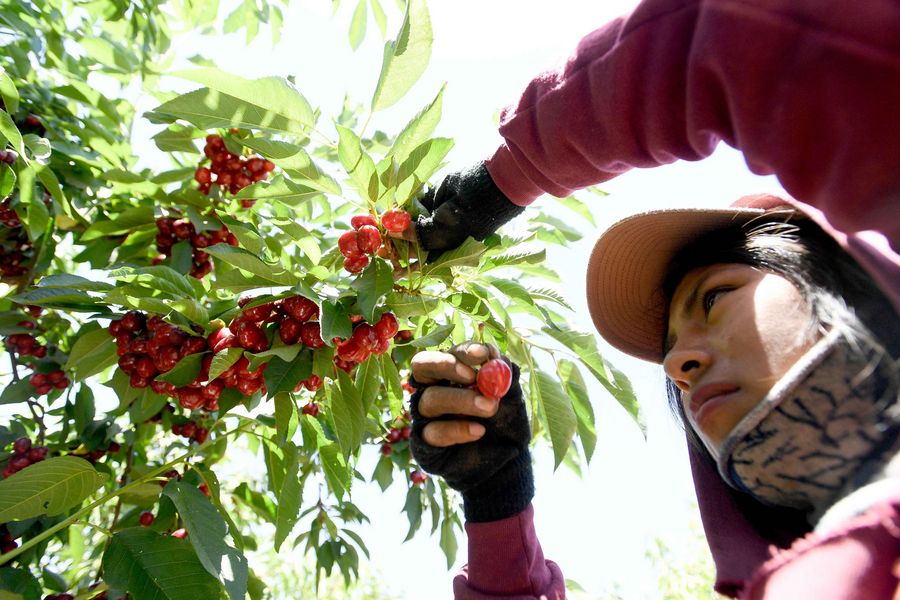 Chile celebra declaración de Año Internacional de Frutas y Verduras