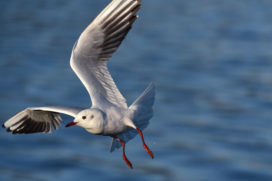 Más de 40.000 gaviotas reidoras pasarán el invierno en sur de China