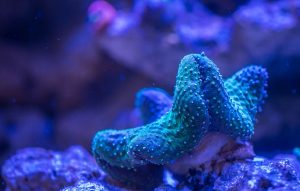 aquarium-coral-deep-macro