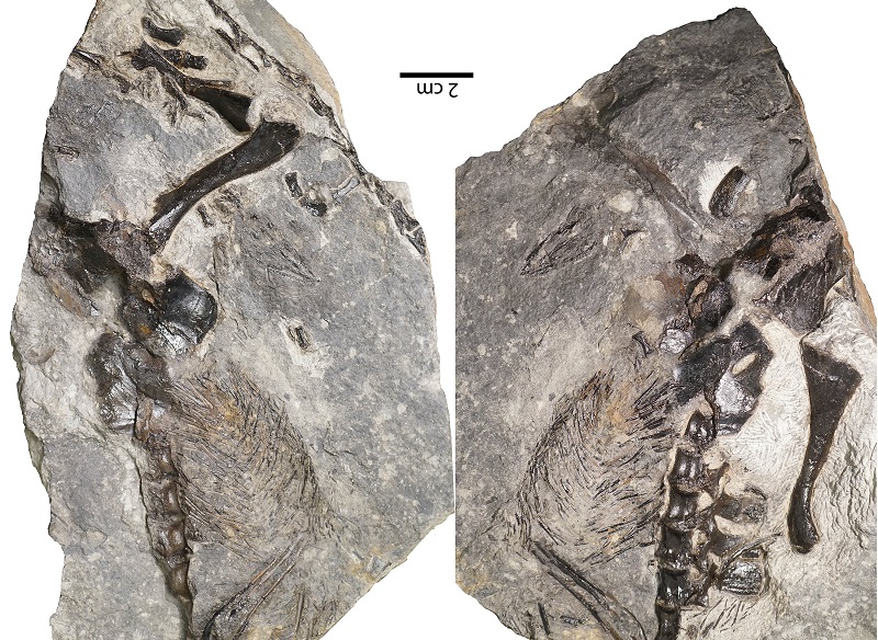 Vertebrados protegían a sus crías hace más de 300 millones de años