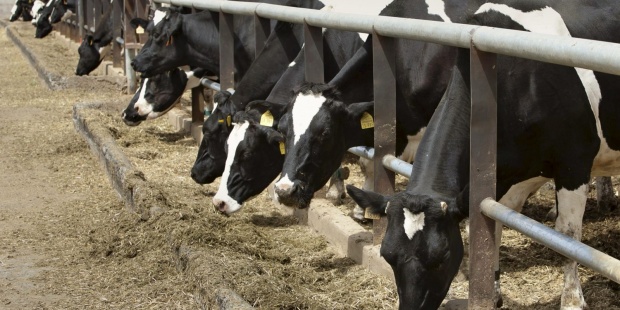 La ciencia aboga por reducir el consumo de carne contra la crisis climática