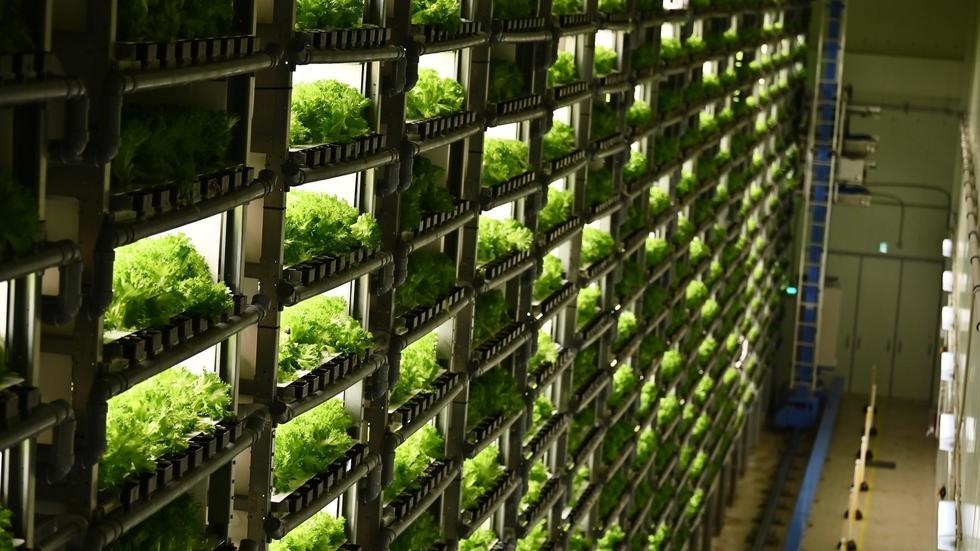 ‘Fábricas de verduras’ en las ciudades de Japón para reemplazar al campo