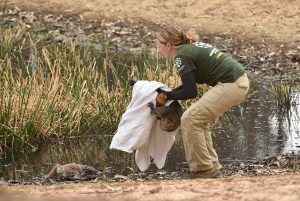 AUSTRALIA-ANIMAL-FIRE-ENVIRONMENT