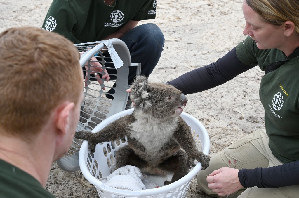 Carrera contra el tiempo para salvar los animales en isla Canguro en Australia