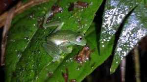 BOLIVIA-NATURE-GLASS-FROG