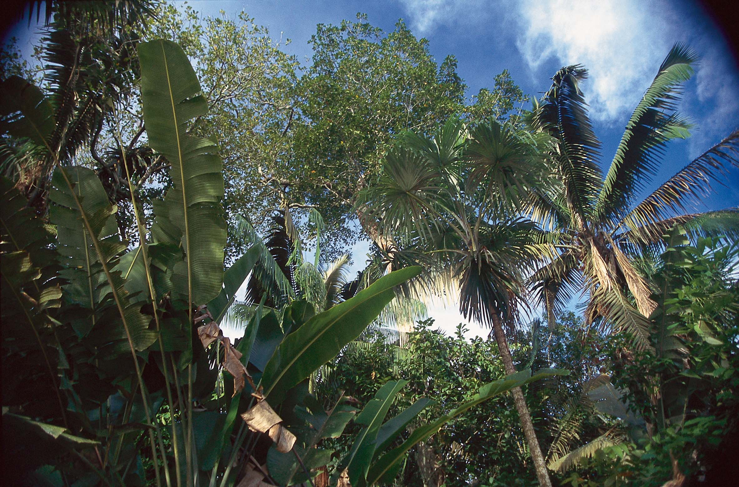 La Amazonía podría pasar de aspirador de CO2 a emisor del gas contaminante