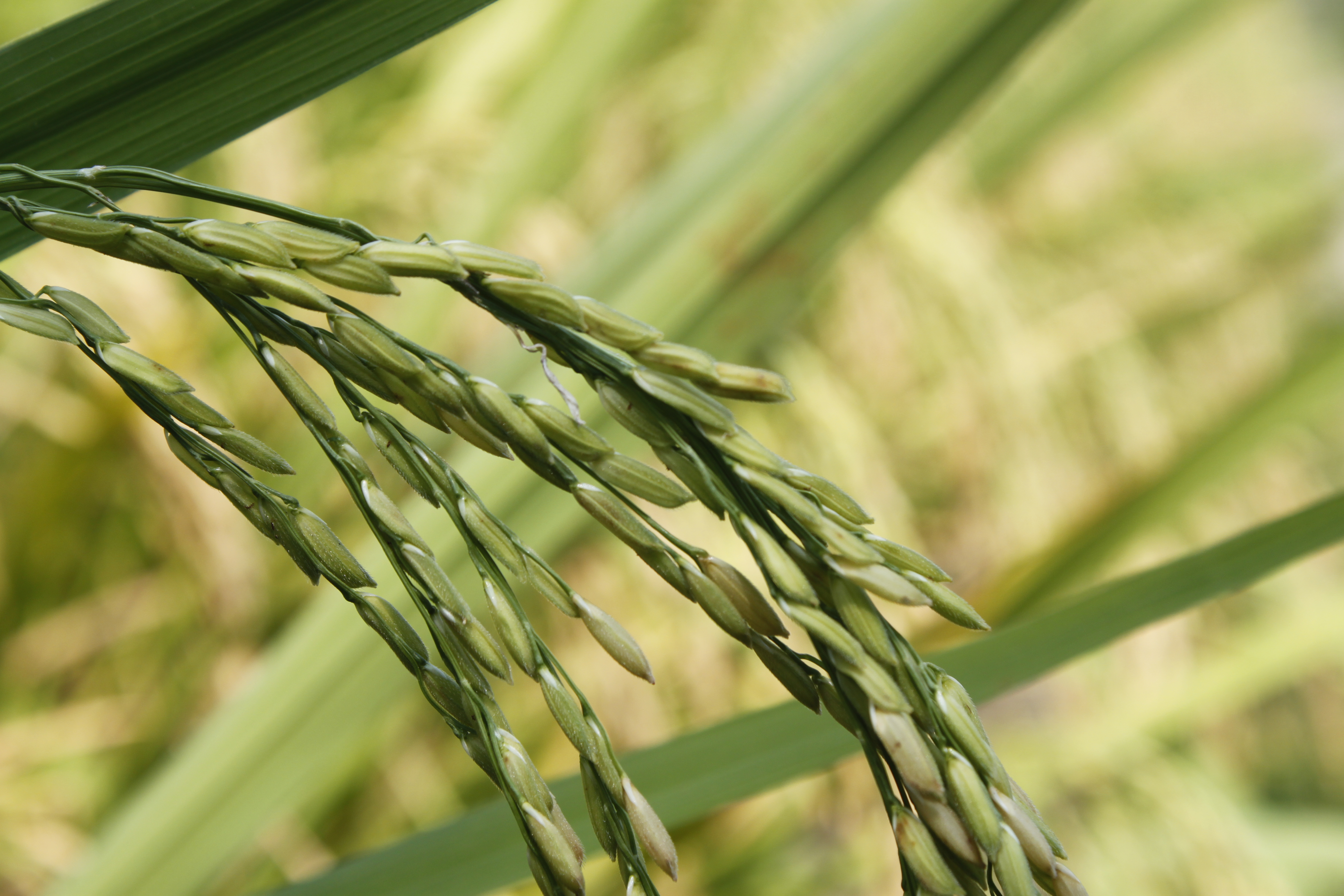 Polinizar manualmente el arroz podría asegurar la alimentación en el futuro