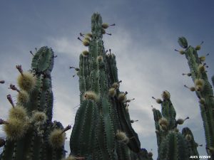 202-3-CIENCIA-Amacueca, Jalisco (1)