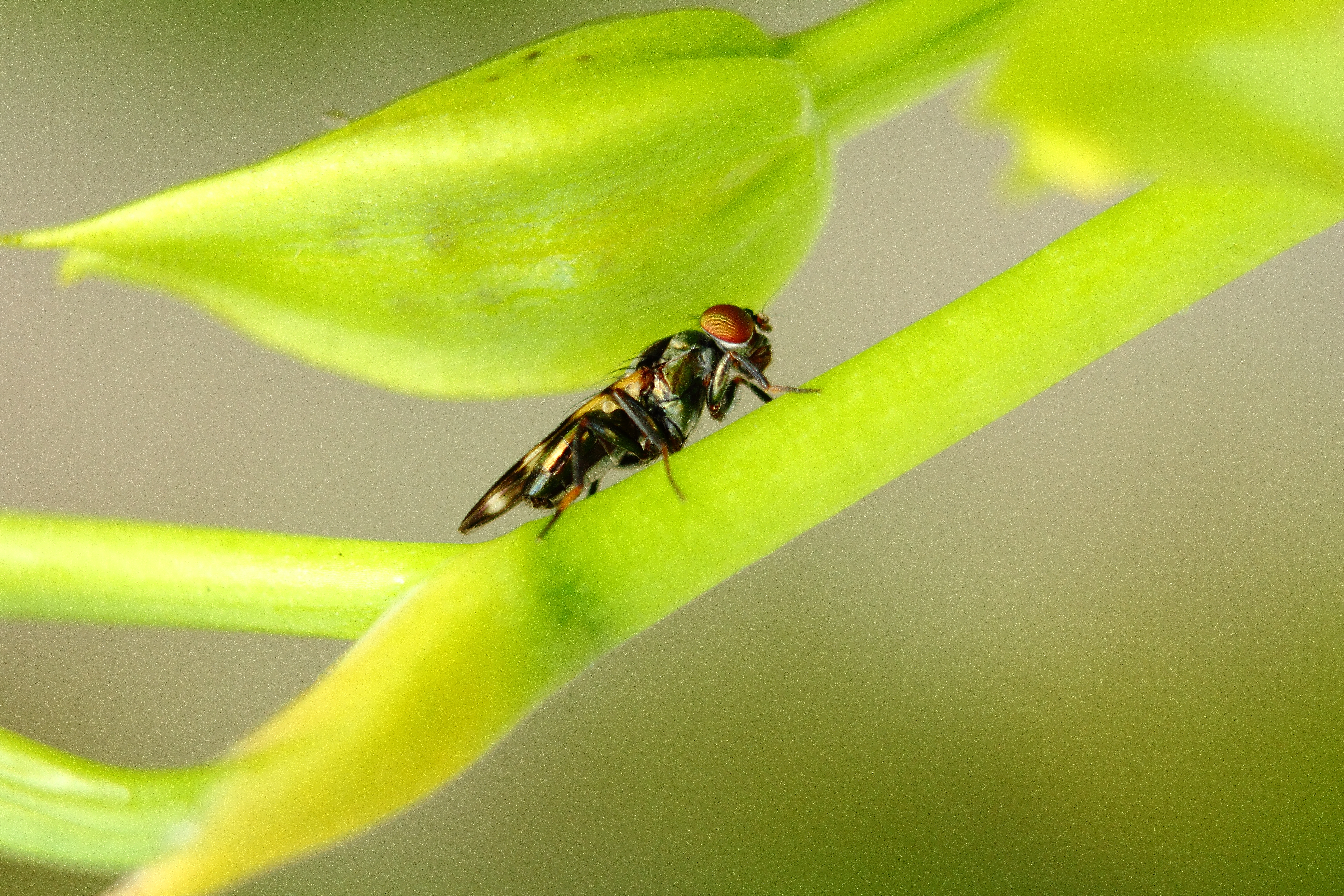 Honduras apuesta por una alternativa alimenticia: los insectos