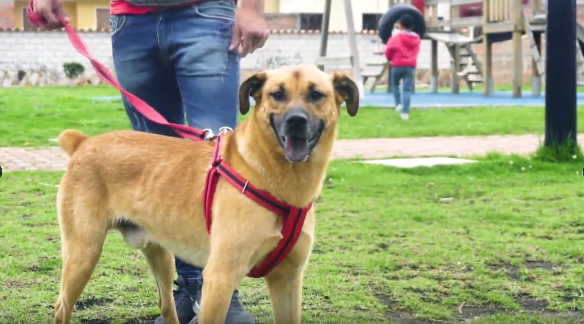 Max, el perro que se convirtió en el icono de las protestas sociales en Ecuador 