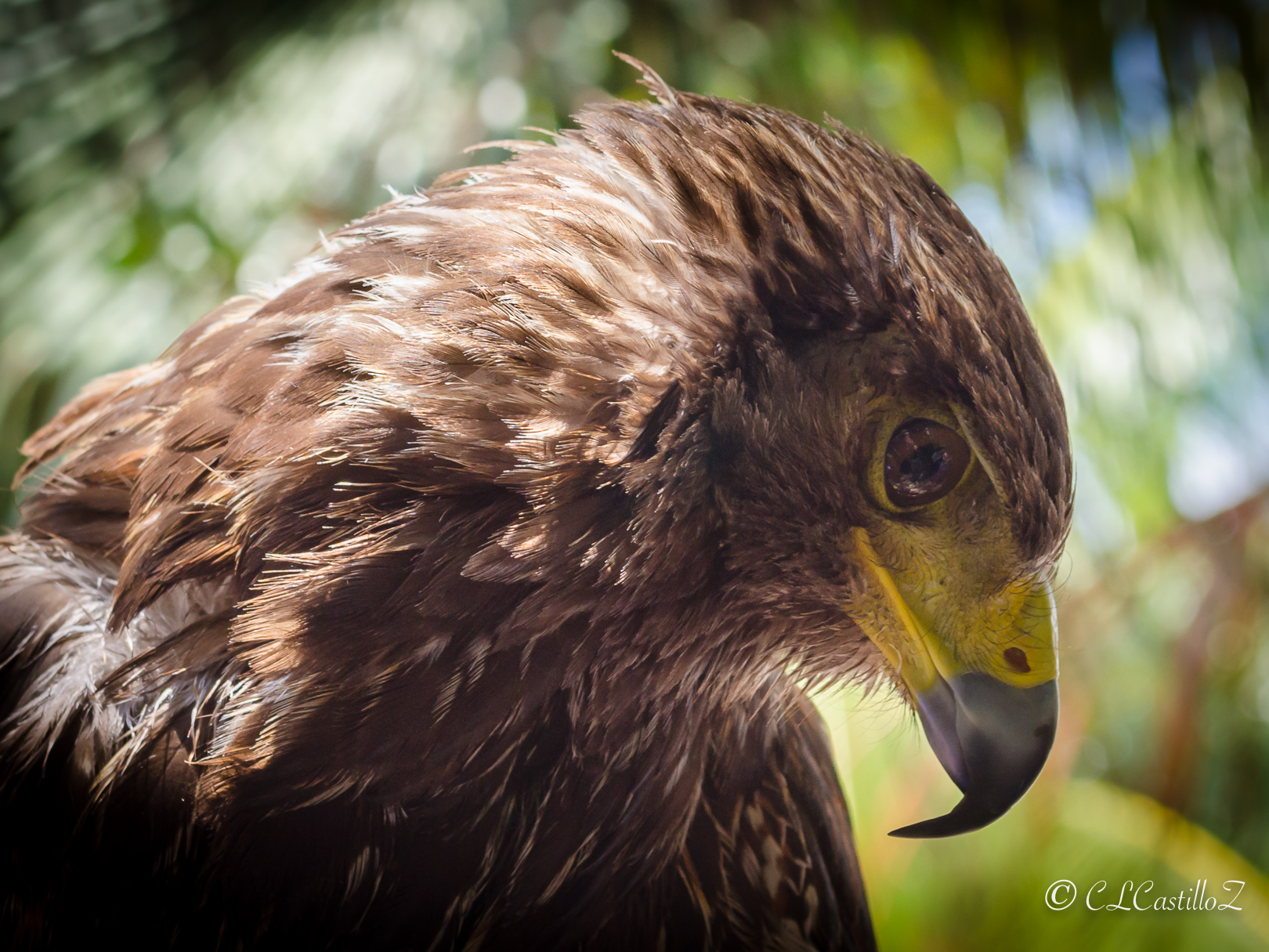 España, el país productor de halcones dignos de un rey