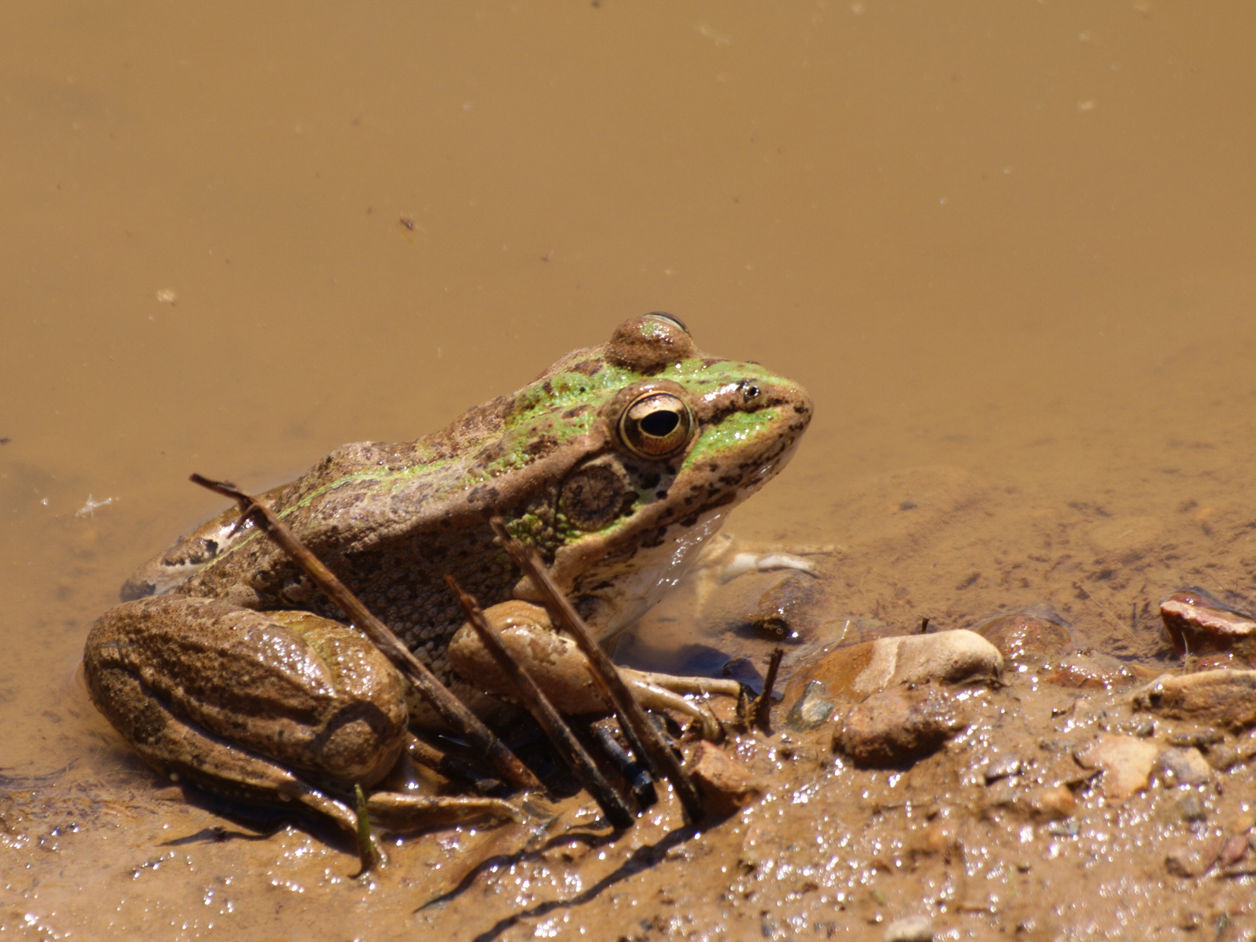 Decenas de ranas gigantes  del Titicaca nacen en cautiverio