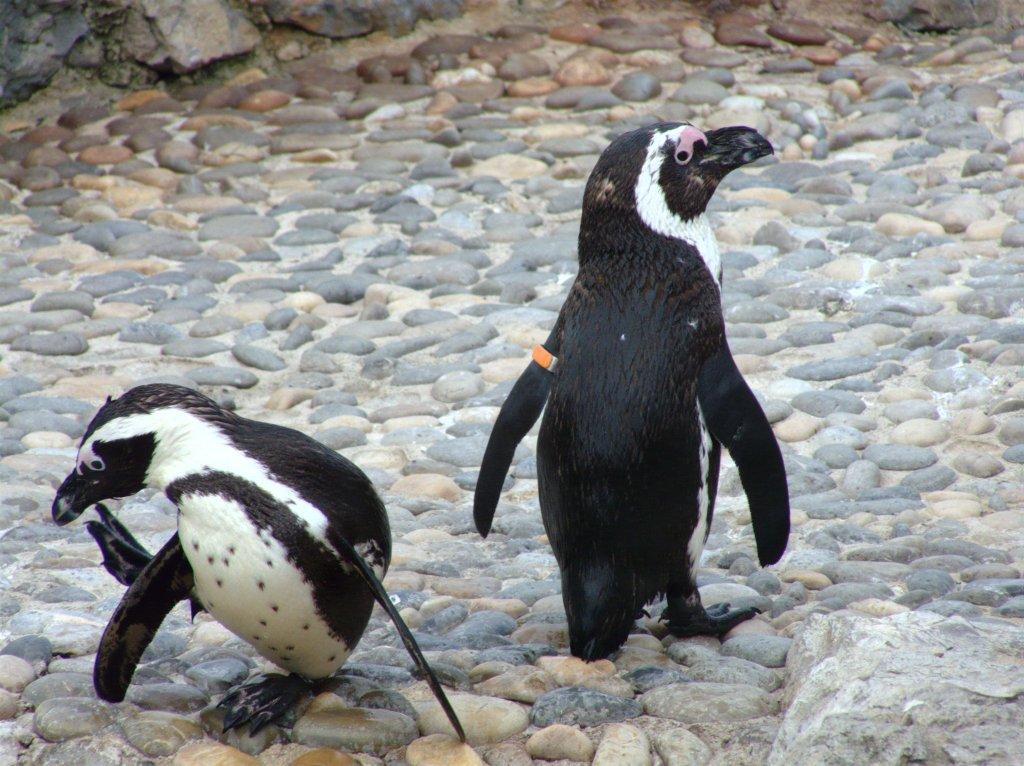 Expectativa de vida del pingüino de Galápagos es mayor a la que se pensaba