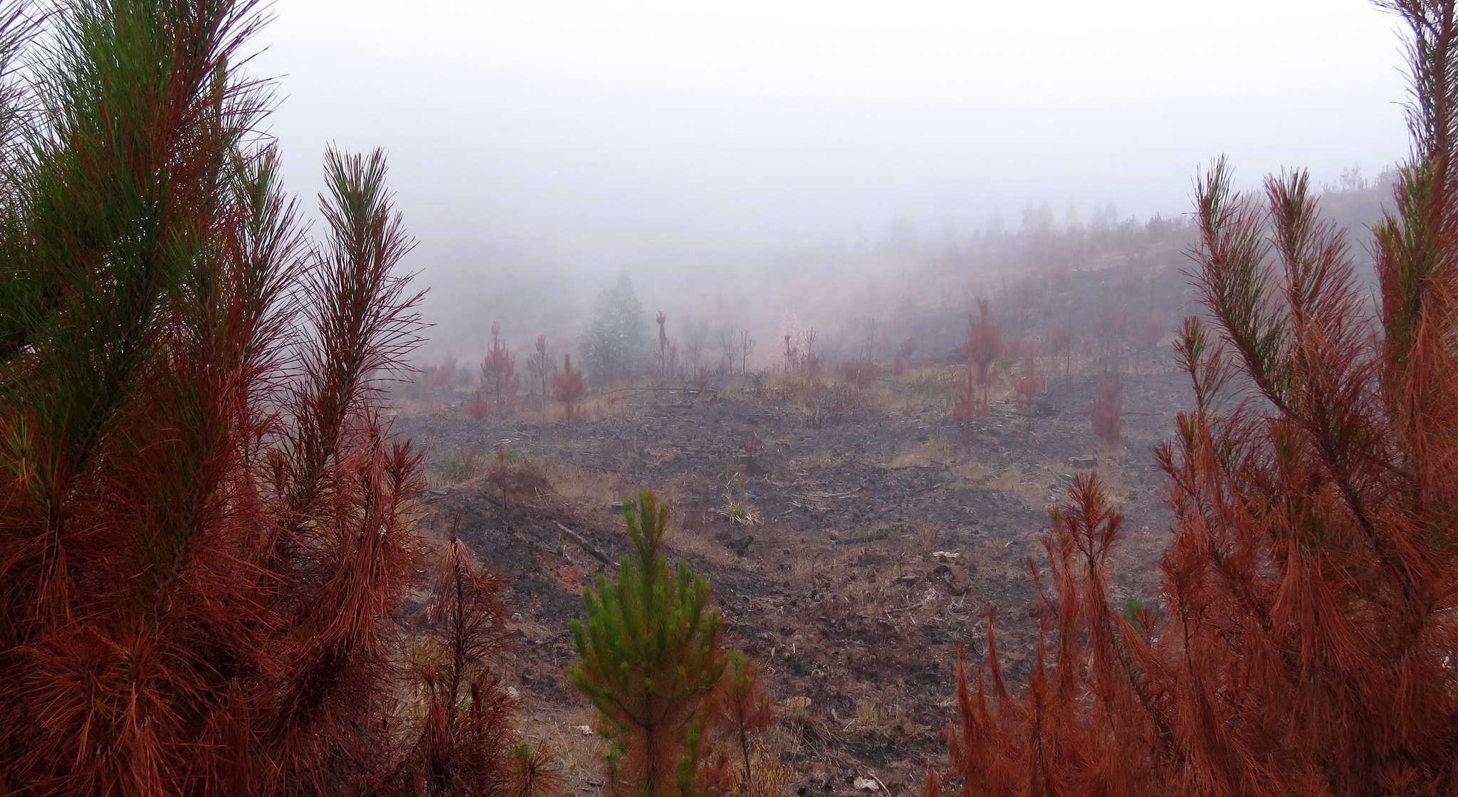 Reportan en Chile 43 incendios forestales