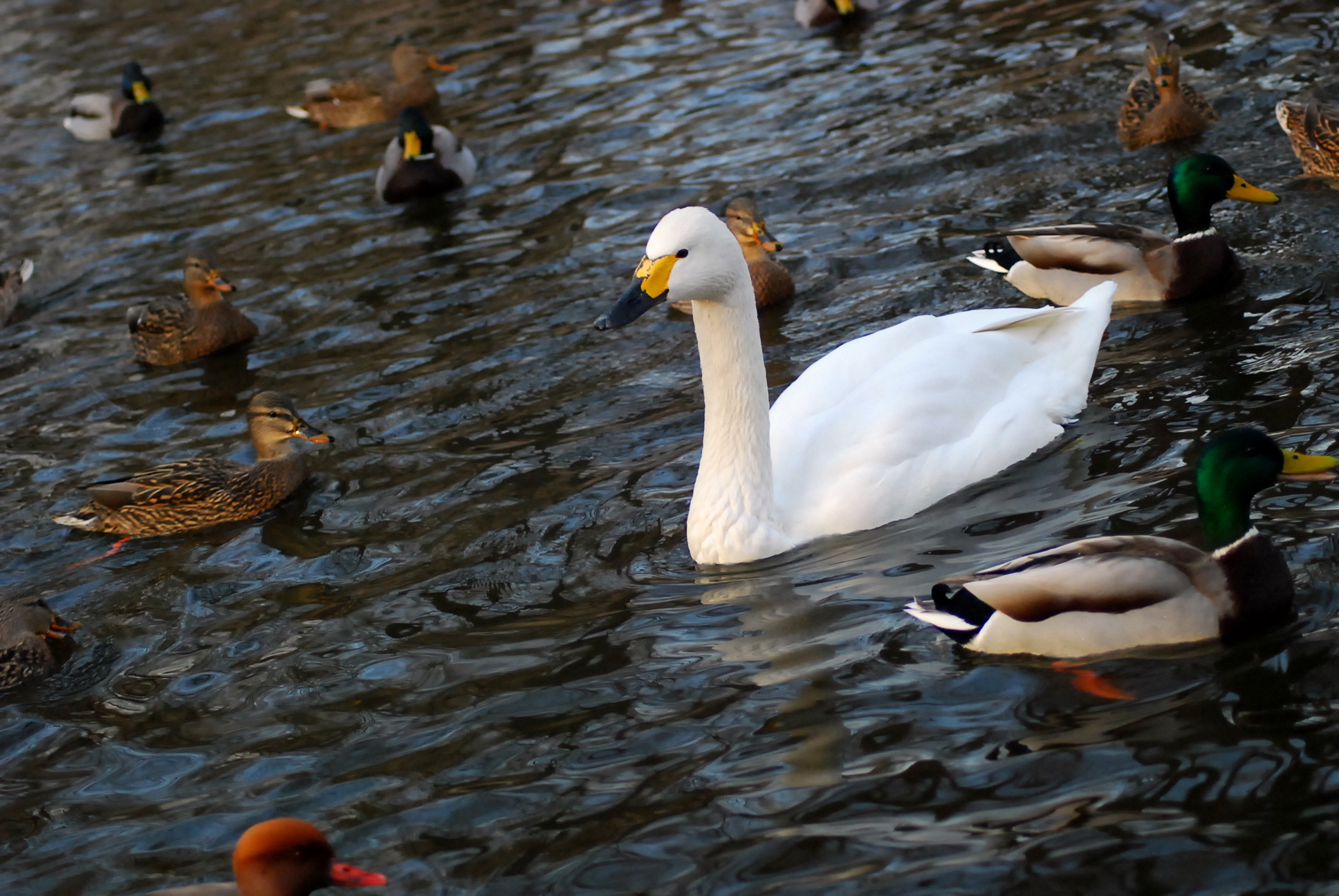 Reportan brote de gripe H5N6 en aves del noroeste de China