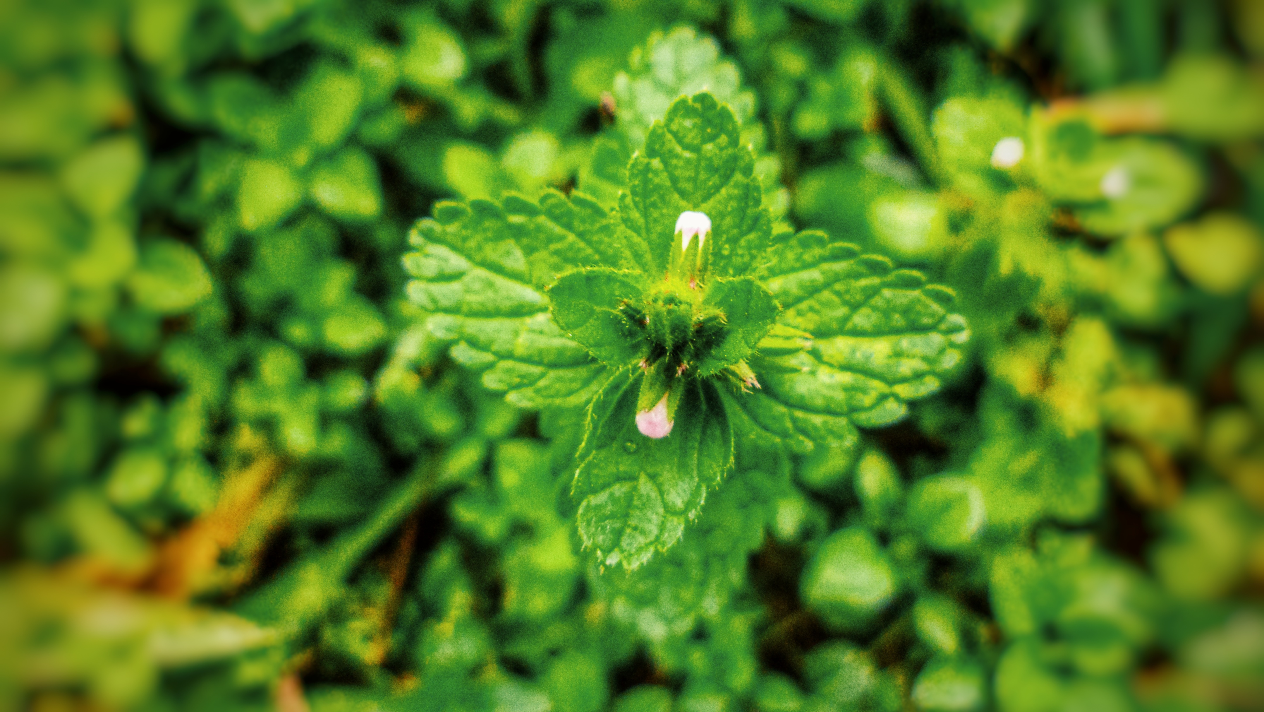 Estudio chino descubre que el aroma ayuda a plantas a resistir clima frío