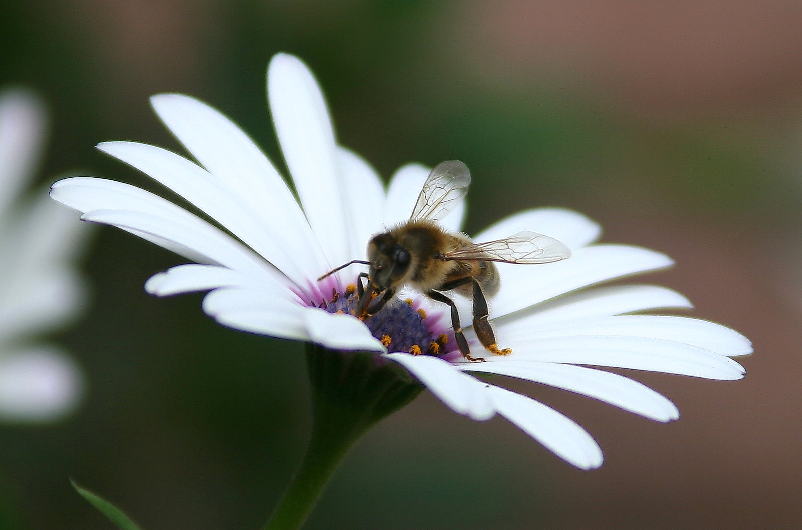 Apicultores en Nicaragua crían abejas para paliar efectos de la sequía