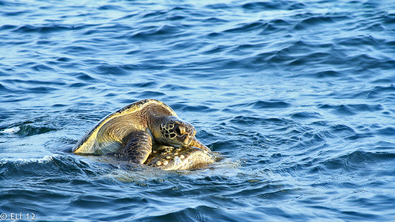 Mueren 292 tortugas en el sur de México por la ‘marea roja’