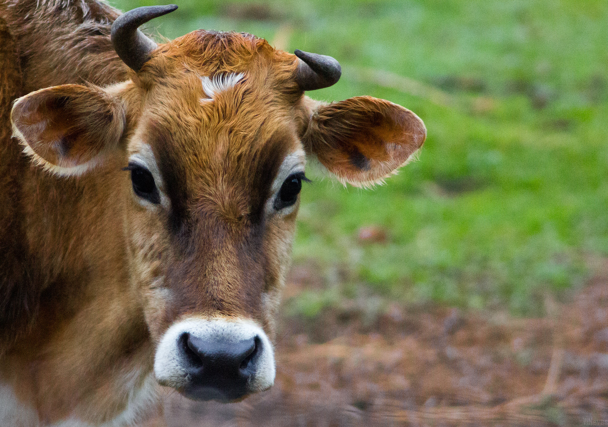 Brasil prohíbe antimicrobianos para crecimiento de animales