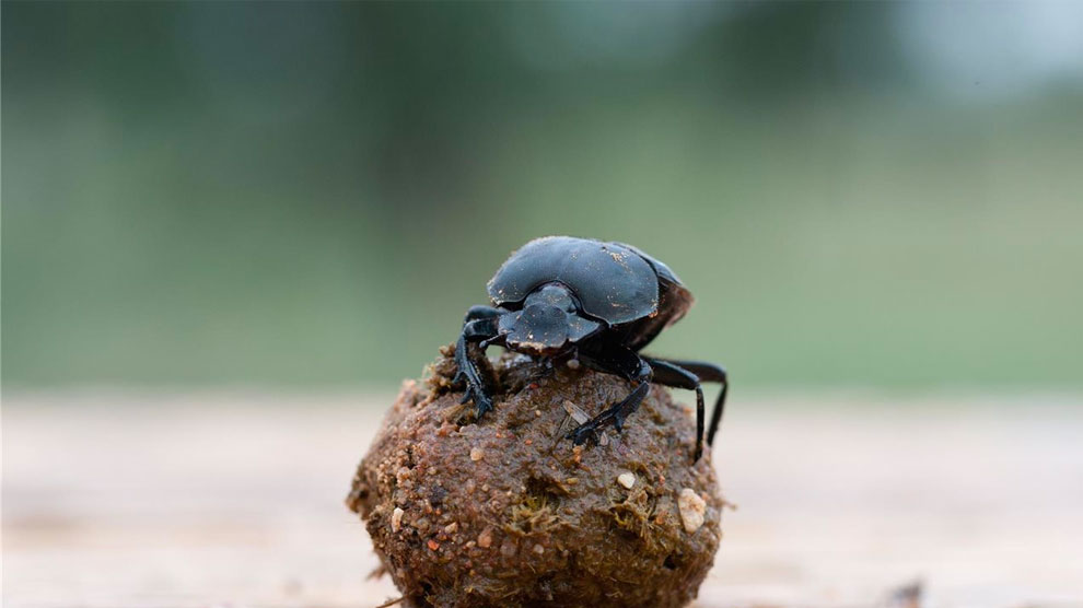 Científicos trazan ruta para conservar y recuperar insectos