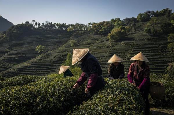 Beber té frecuentemente, secreto para una vida más longeva y saludable