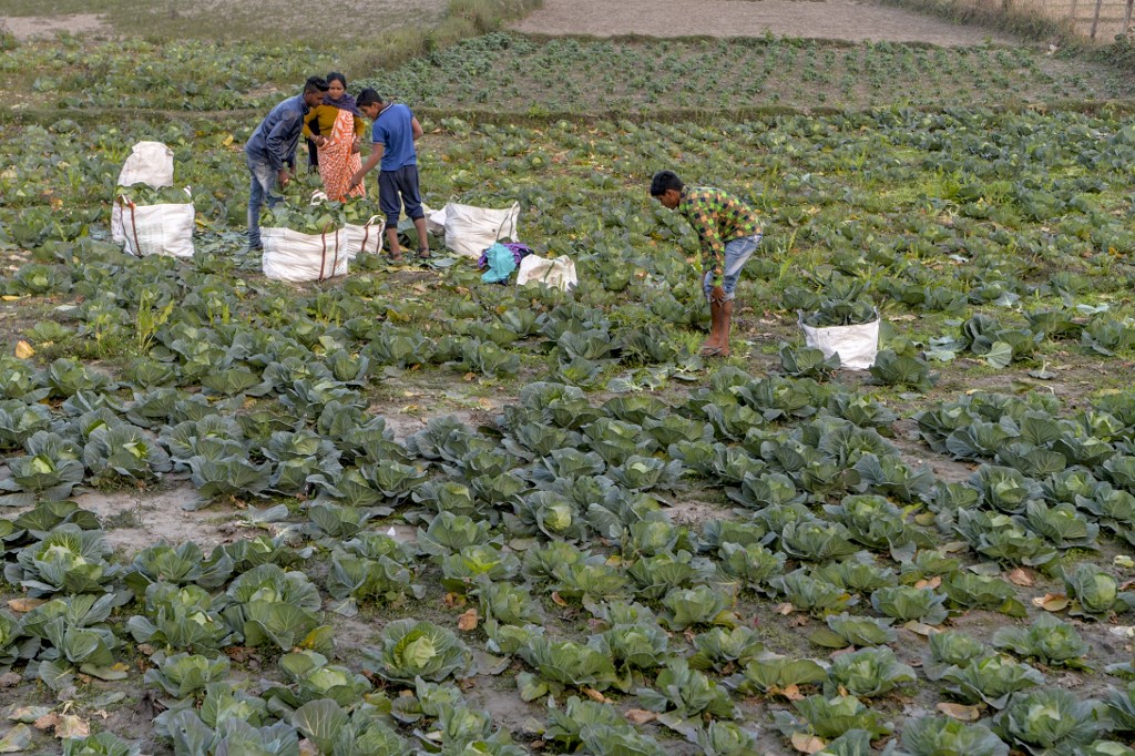 Más superficie pero menos productores de agricultura orgánica en el mundo