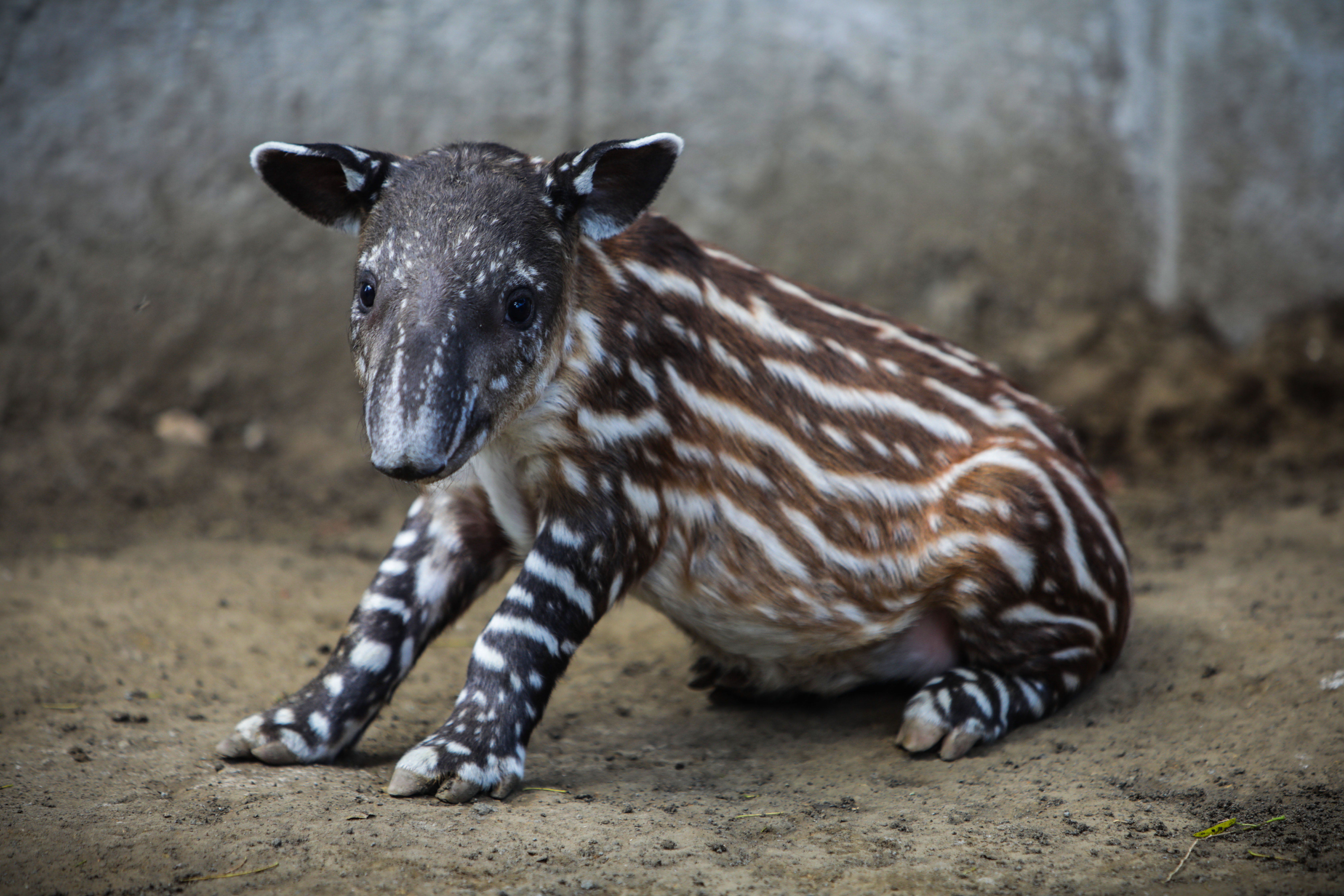 La tapir «Valentina» nace en cautiverio en Nicaragua, que lucha contra su extinción