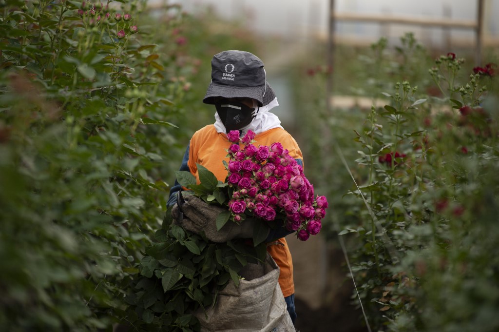 Crisis climática asoma como amenaza para las rosas ecuatorianas de San Valentín