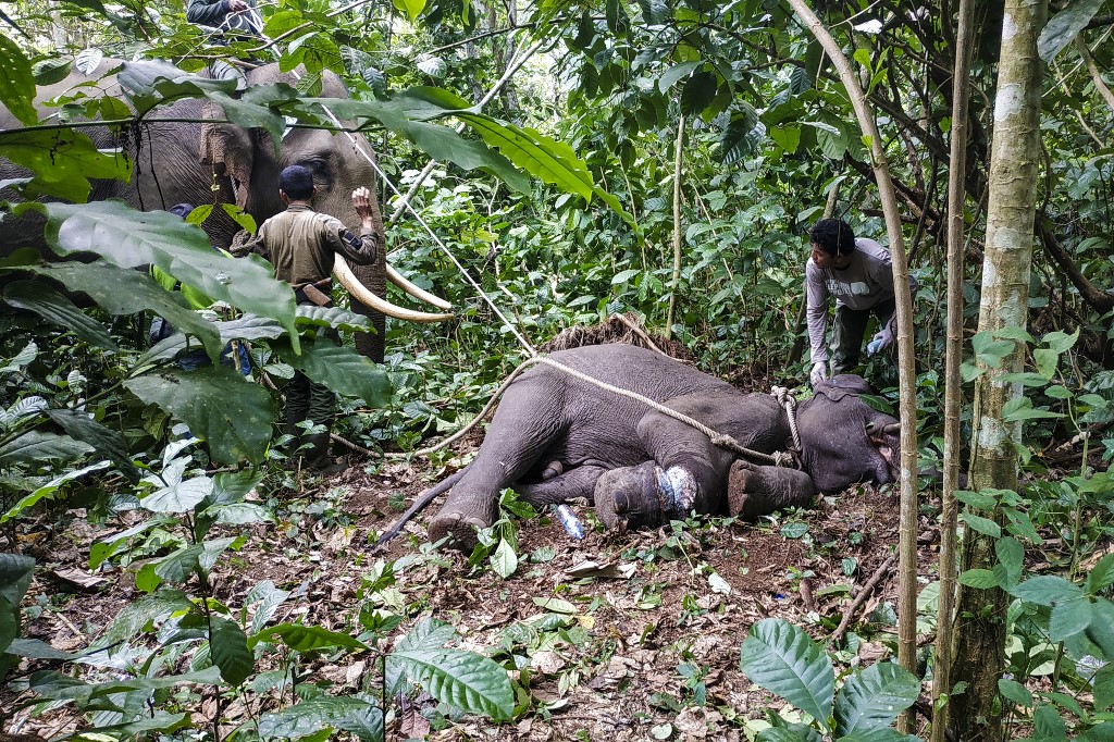 La fauna salvaje, beneficiaria indirecta del coronavirus